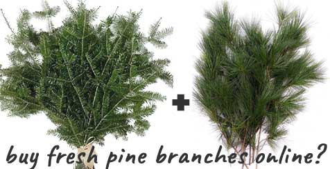 Buy Fresh Pine Needle Branches Online for Making Handmade Garlands