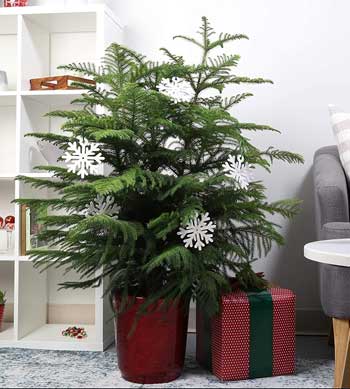 Live Norfolk Island Pine Tree Decorated for Xmas