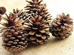 Real Natural Pine Cones for Making Garlands and Other Holiday Crafts